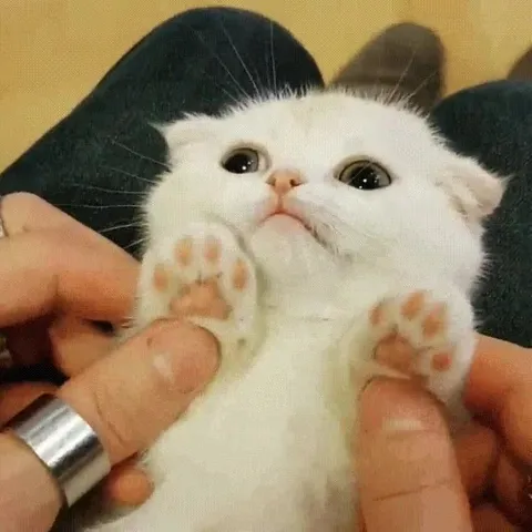 Котик с поднятыми лапками