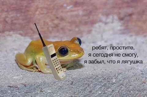 Лягушка не может уснуть