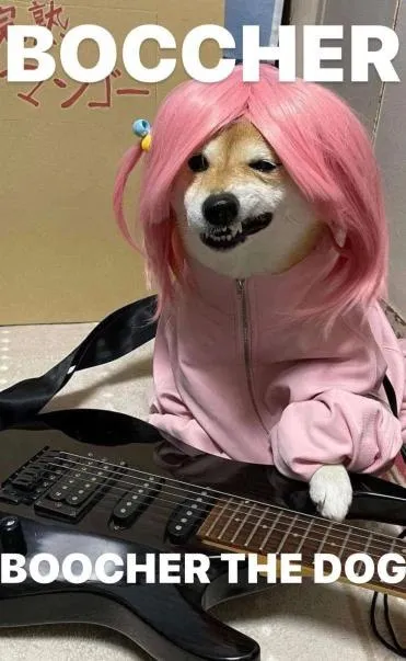 Boocher the Dog Guitarist