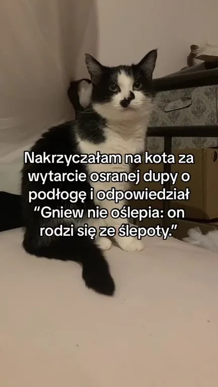 Kot odpowiada na krzyk