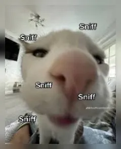 Sniffing Cat Reaction