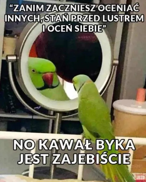 Papuga oceniająca siebie w lustrze