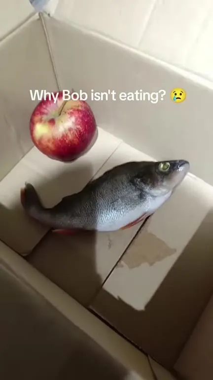 Why Bob Isn't Eating