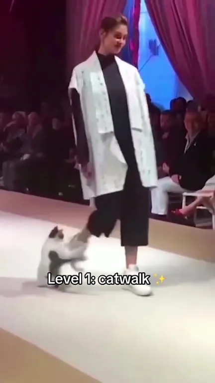 Cats Getting Sillier With Every Walk