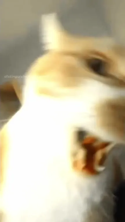 Screaming Cat Reaction