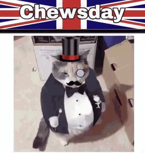 Chewsday Gentleman Cat