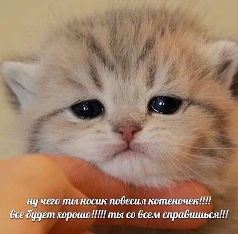 Грустный котеночек всё преодолеет