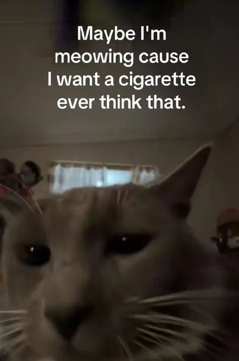 Cat Wants a Cigarette
