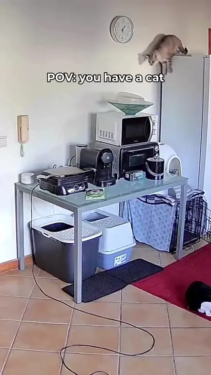 Cat Destroys the Kitchen