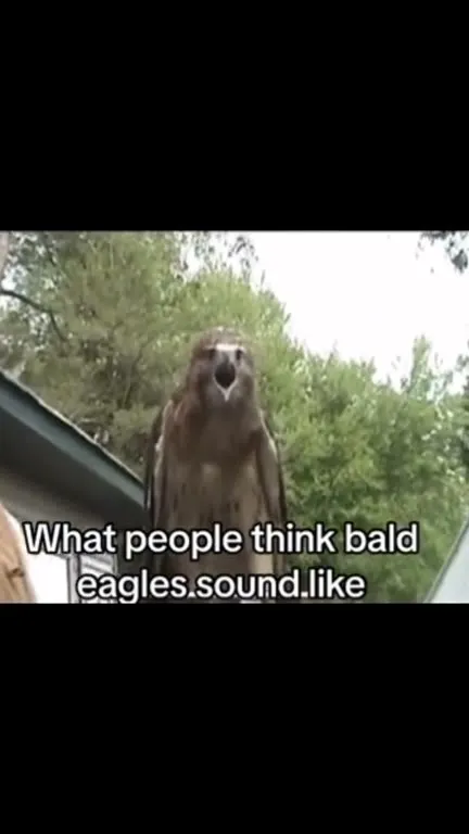 What Eagles Actually Sound Like