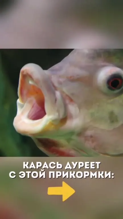Рыбаки и опасный лёд