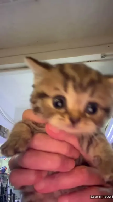 Милый котёнок крупным планом