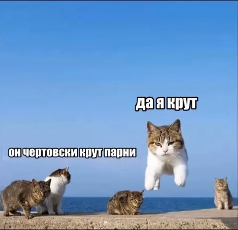 Кот чертовски крут