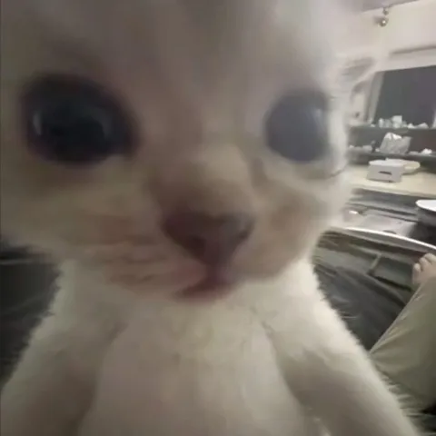 Кот смотрит прямо в душу