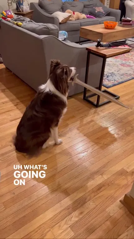 Dark Lord Vacuum Attacks