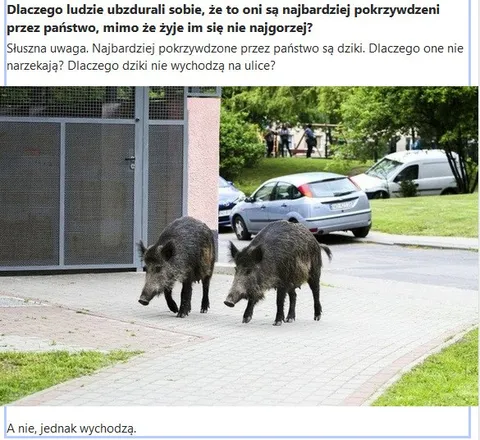 Dziki jednak wychodzą na ulicę