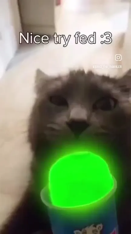 Nice Try Fed Cat