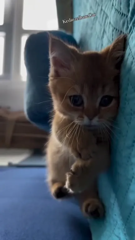 Котёнок крадётся по дивану