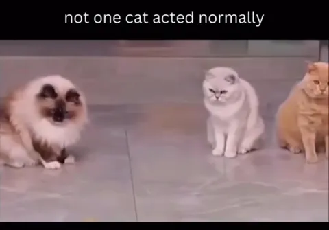 Cats Fail to Act Normally