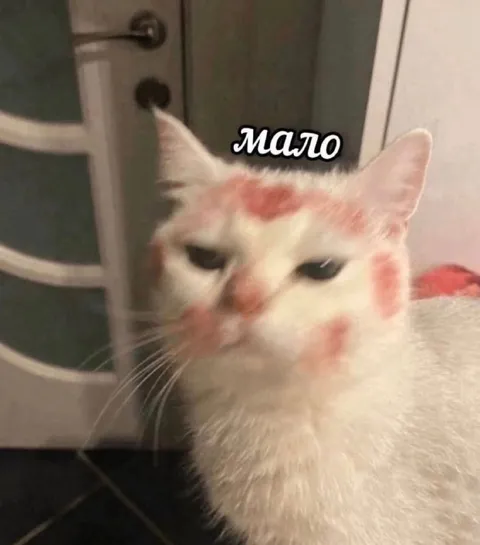 Кот, которому мало