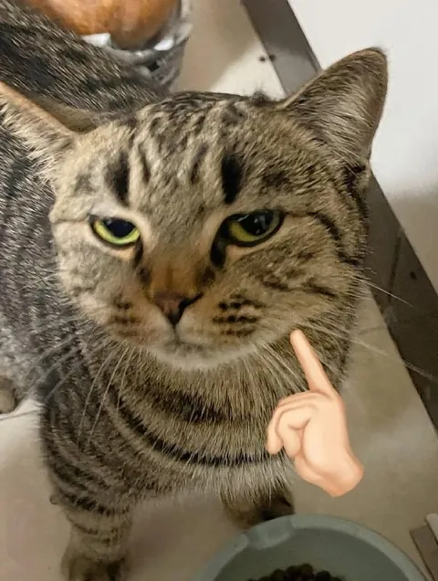 Кот с укоризненным пальцем