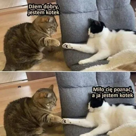 Koty witają się łapą