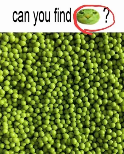 Can You Find the Cat