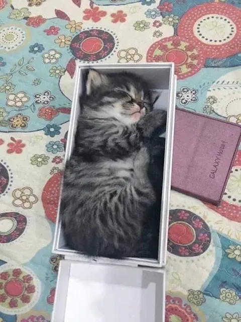 Кот в коробке как гробу