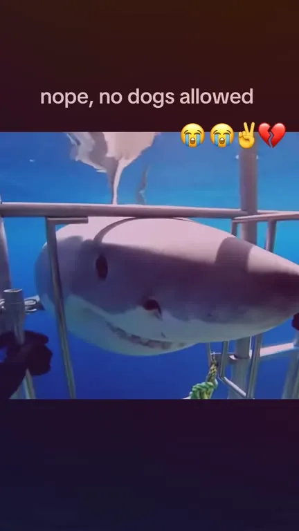No Dogs Allowed Shark Reaction