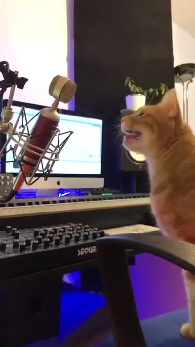 What Cats Do When You're Away