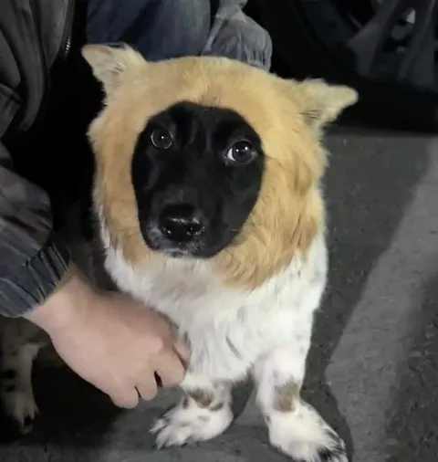 Собака в костюме кота