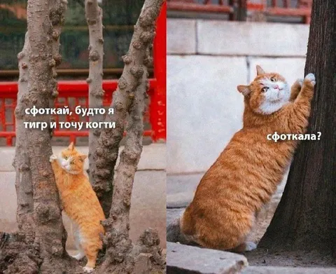Будто я тигр и точу когти