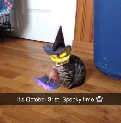 Halloween Cat Spooky Time