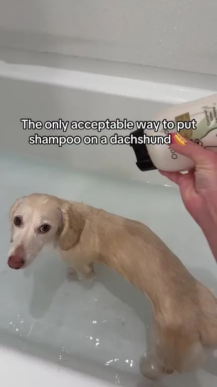 The Only Way to Shampoo a Dachshund