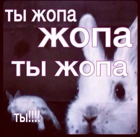 Ты жопа — кроличья перепалка