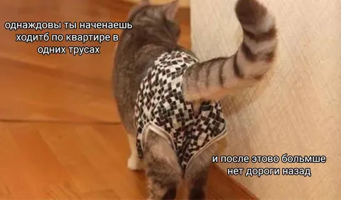 Кот пошёл по квартире в трусах