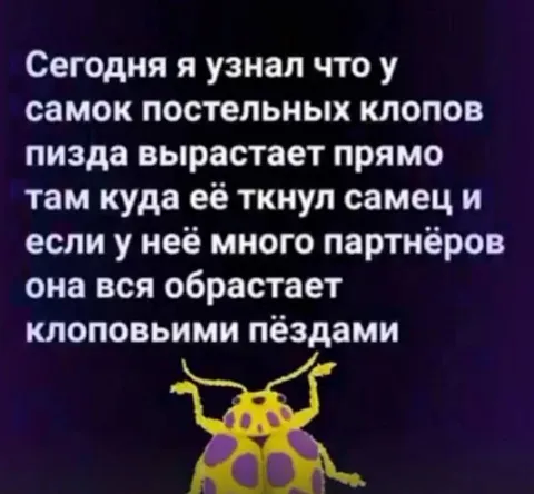 Клоповые пёзды
