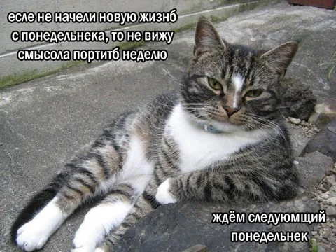 Новая жизнь с понедельника
