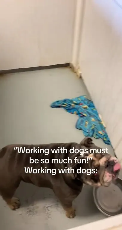 Working With Dogs Must Be Fun