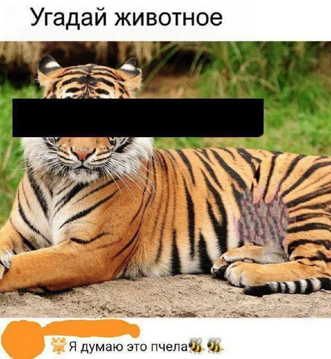 Угадай животное — это пчела