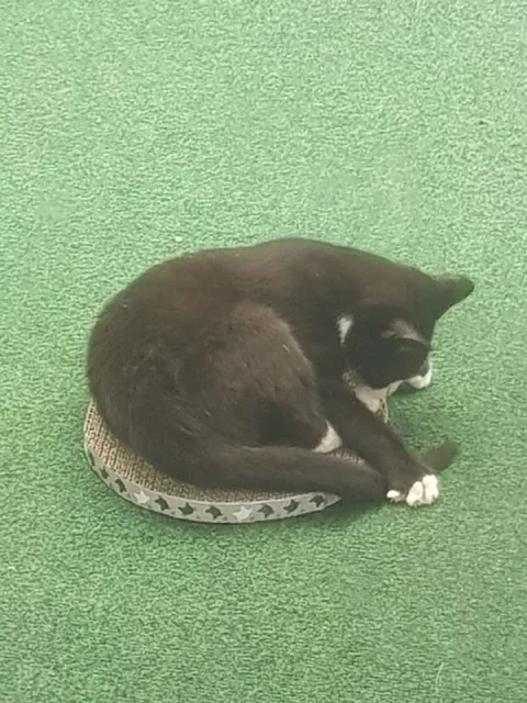 Кот свернулся на когтеточке