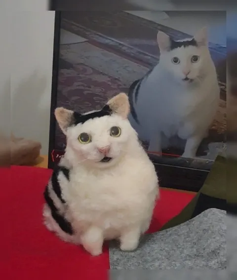 Кот смотрит на свою фотографию