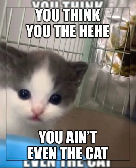 You Ain't Even the Cat