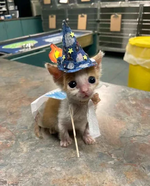 Котёнок в шляпе волшебника