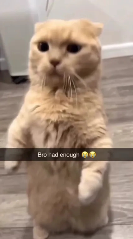 Cat Has Had Enough