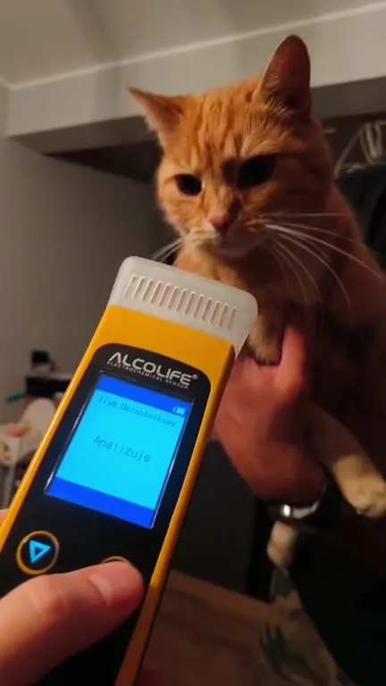 Kot zdaje test alkomatem