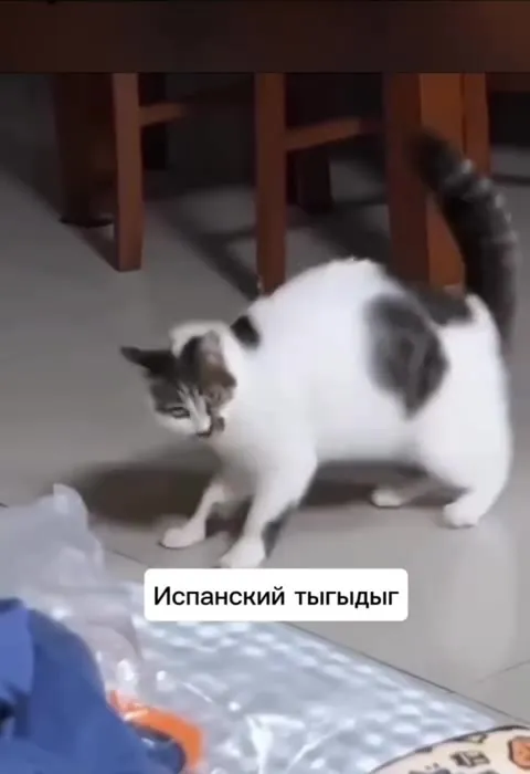 Кошачий тыгыдыг под Испанию