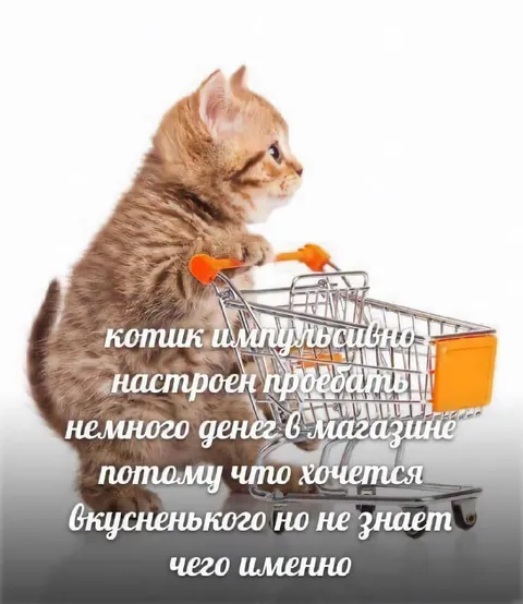 Котик хочет вкусненького