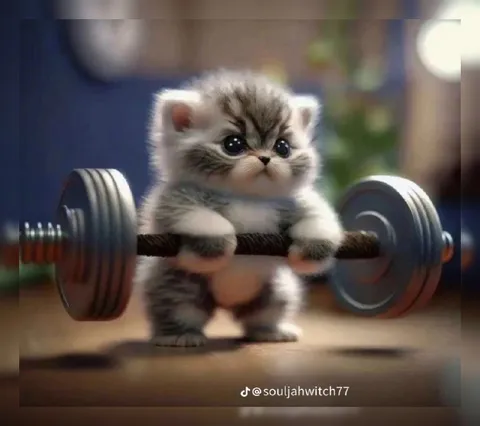 Котёнок поднимает штангу