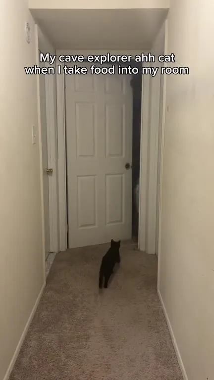 Cave Explorer Cat Wants Food